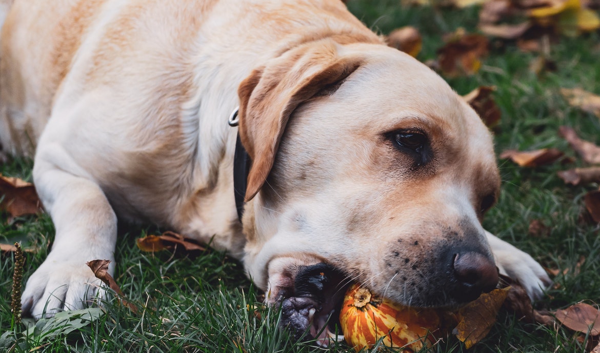 Barfen bij honden: risico's, fouten en tips voor eigenaren